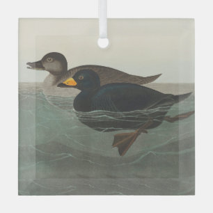 Audubon Black Scoter Print: Vintage Coastal Duck Glass Ornament
