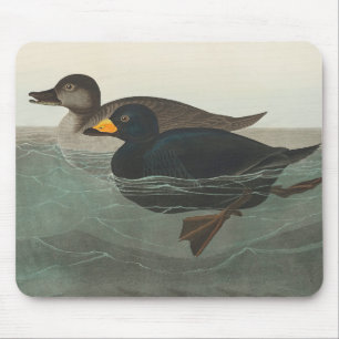 Audubon Black Scoter Print: Vintage Coastal Duck Mouse Pad