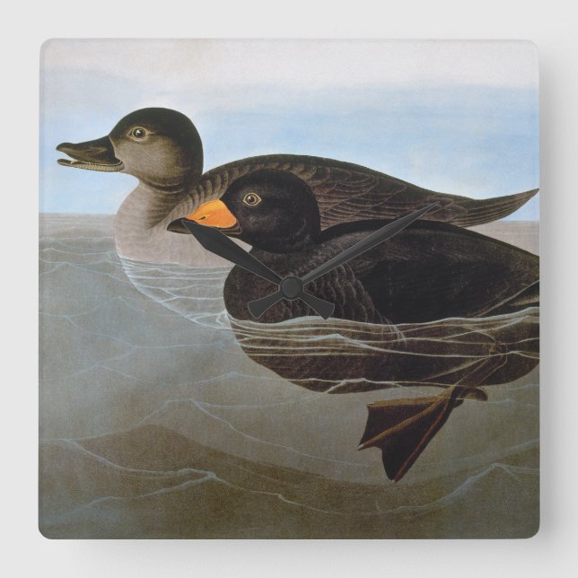 Audubon: Black Scoter Square Wall Clock (Front)