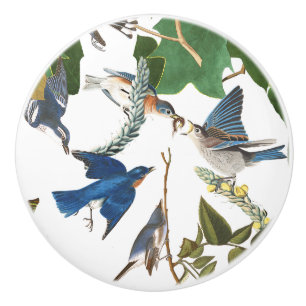 Audubon Bluebird Birds Wildlife Animal Knob