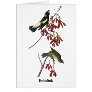 Audubon Bobolink