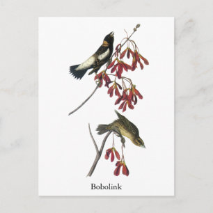 Audubon Bobolink Postcard