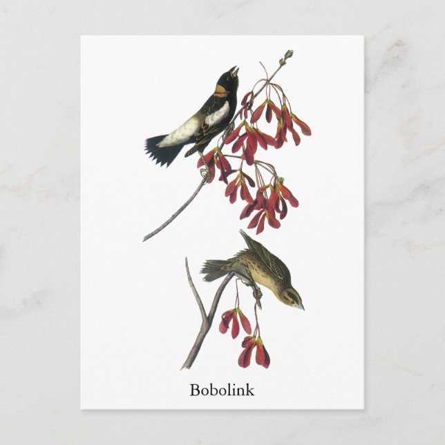 Audubon Bobolink Postcard (Front)