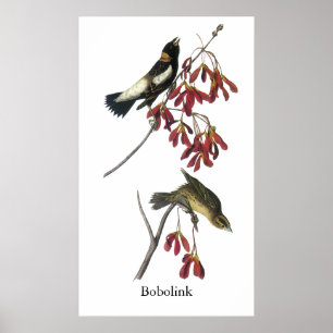 Audubon Bobolink Poster