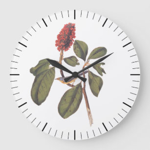 Audubon Bonaparte Flycatcher Songbird and Magnolia Large Clock