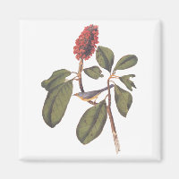 Audubon Bonaparte Flycatcher Songbird and Magnolia