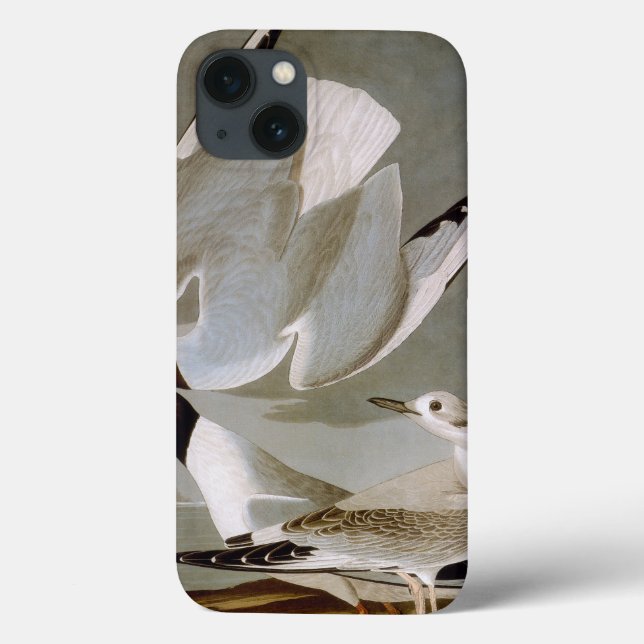 Audubon: Bonaparte's Gull Case-Mate iPhone Case (Back)