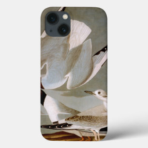 Audubon: Bonaparte's Gull iPhone 13 Case
