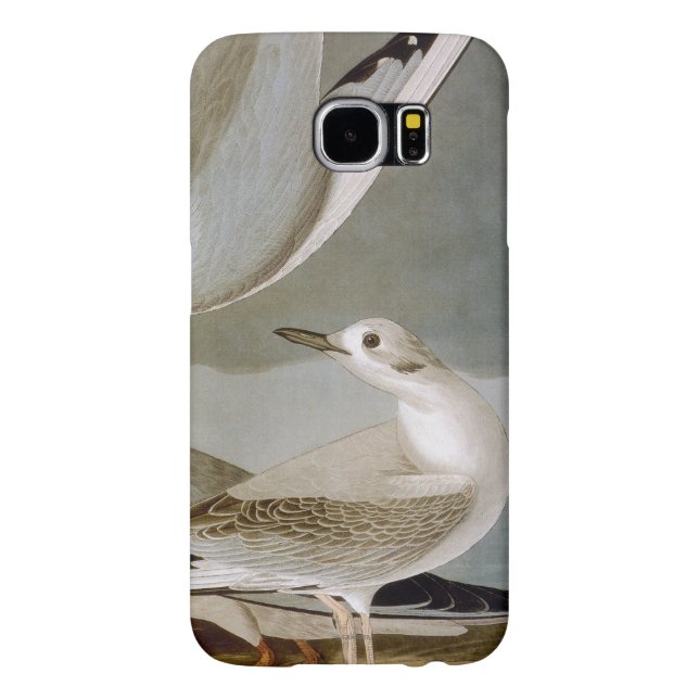 Audubon: Bonaparte's Gull Case-Mate Samsung Galaxy Case (Back)