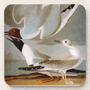 Audubon: Bonaparte's Gull Coaster