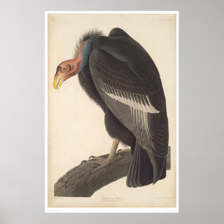 Audubon California Vulture (2609A) Poster