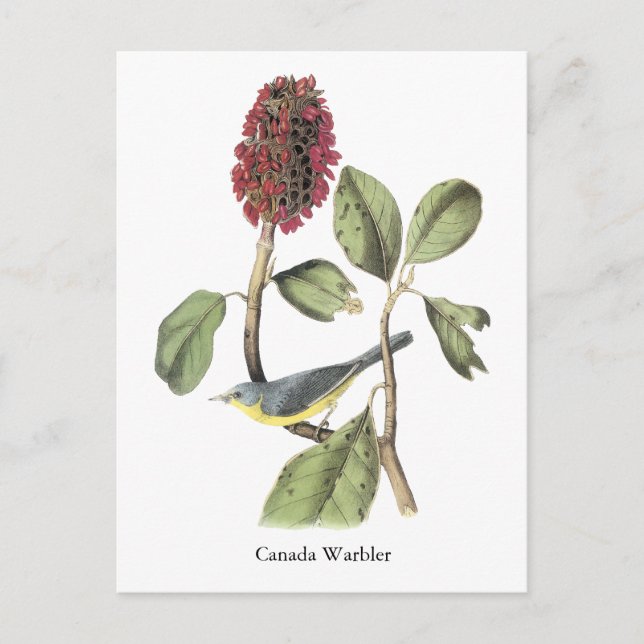 Audubon Canada Warbler Postcard (Front)