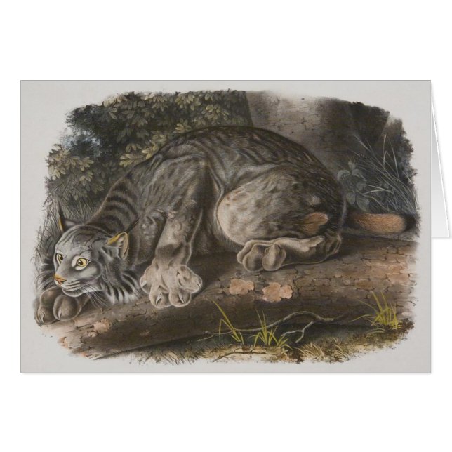 Audubon - Canadian Lynx (Front Horizontal)