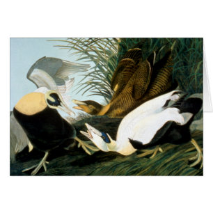 Audubon : Canard d'Eider