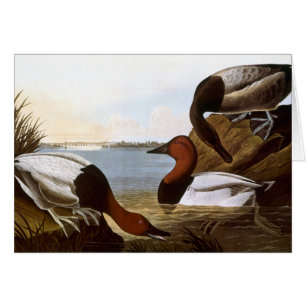 Audubon: Canvasback