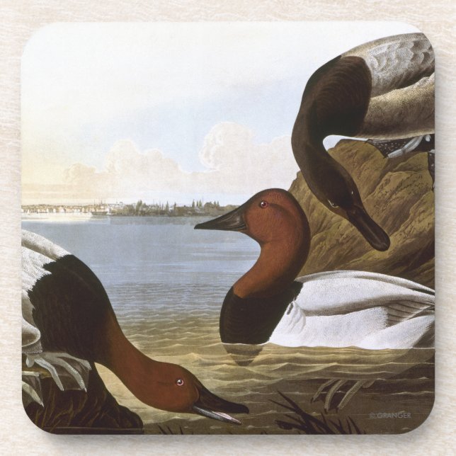 Audubon: Canvasback Coaster (Front)