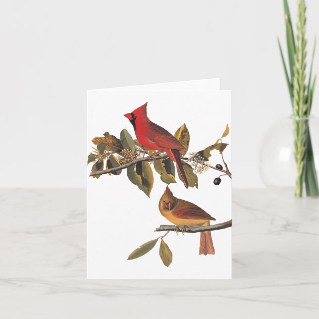 Audubon Cardinal Pair in Wild Almond Tree  Card (Front)