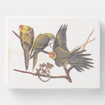 Audubon Carolina Parakeet Trio