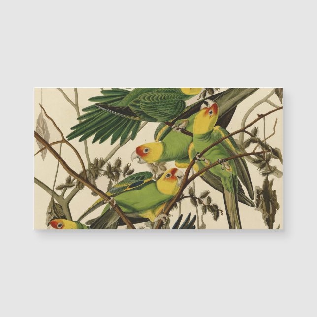 Audubon Carolina Parrot Bird illustration (Front)