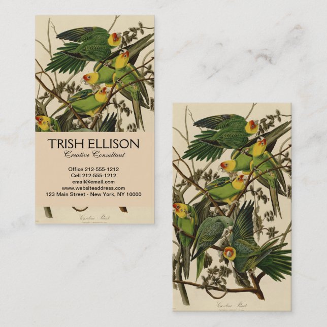 Audubon Carolina Parrot Bird illustration Business Card (Front/Back)