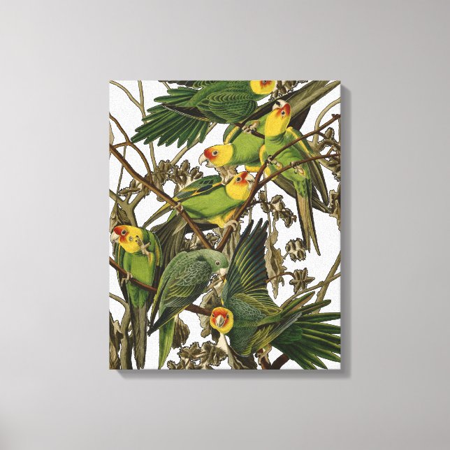 Audubon Carolina Parrot Bird illustration Canvas Print (Front)