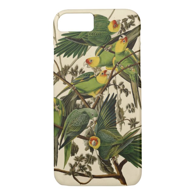 Audubon Carolina Parrot Bird illustration Case-Mate iPhone Case (Back)
