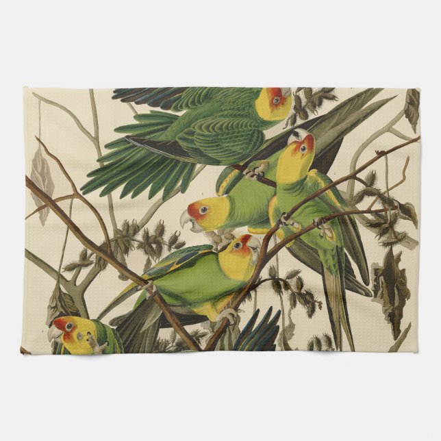 Audubon Carolina Parrot Bird illustration Kitchen Towel (Horizontal)