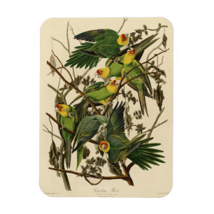Audubon Carolina Parrot Bird illustration Magnet