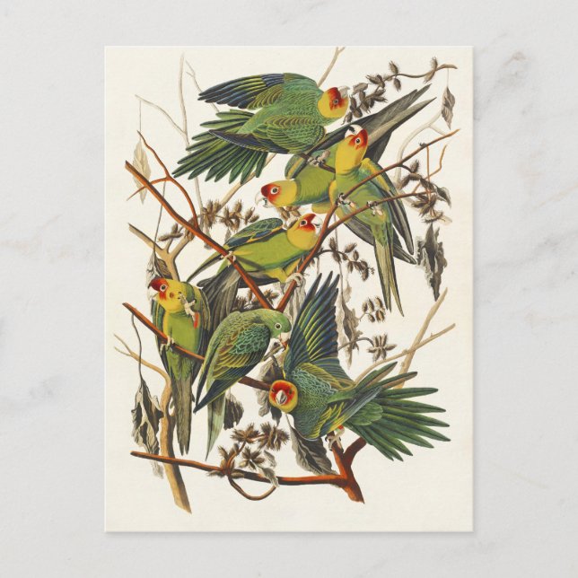 Audubon Carolina Parrot Bird illustration Postcard (Front)
