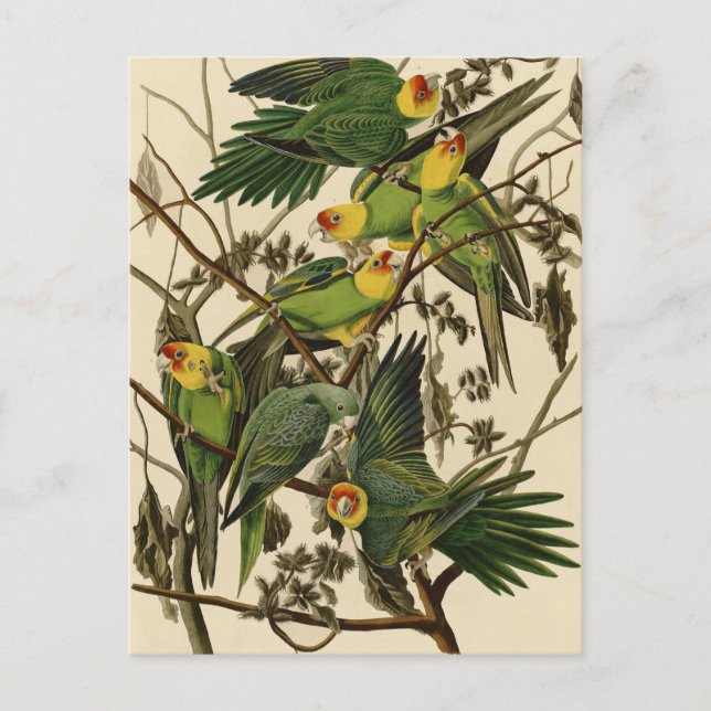 Audubon Carolina Parrot Bird illustration Postcard (Front)