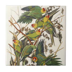 Audubon Carolina Parrot Bird illustration Tile