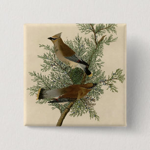 Audubon Cedar Waxwing 2 Inch Square Button