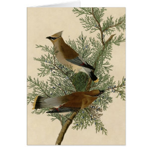 Audubon Cedar Waxwing Bird