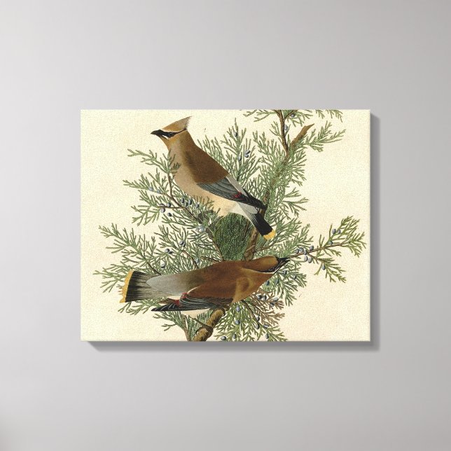 Audubon Cedar Waxwing Bird Canvas Print (Front)