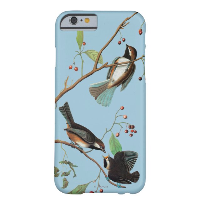 Audubon: Chickadee Case-Mate iPhone Case (Back)