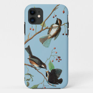 Audubon: Chickadee iPhone 11 Case