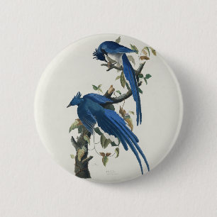 Audubon Columbia Jay Black Throated Magpie Jay 2 Inch Round Button