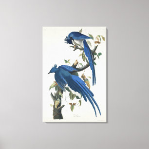 Audubon Columbia Jay Black Throated Magpie Jay Canvas Print