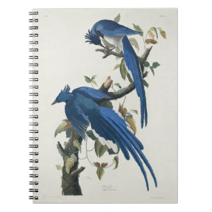 Audubon Columbia Jay Black Throated Magpie Jay Notebook