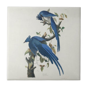 Audubon Columbia Jay Black Throated Magpie Jay Tile