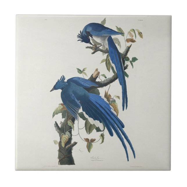 Audubon Columbia Jay Black Throated Magpie Jay Tile (Front)