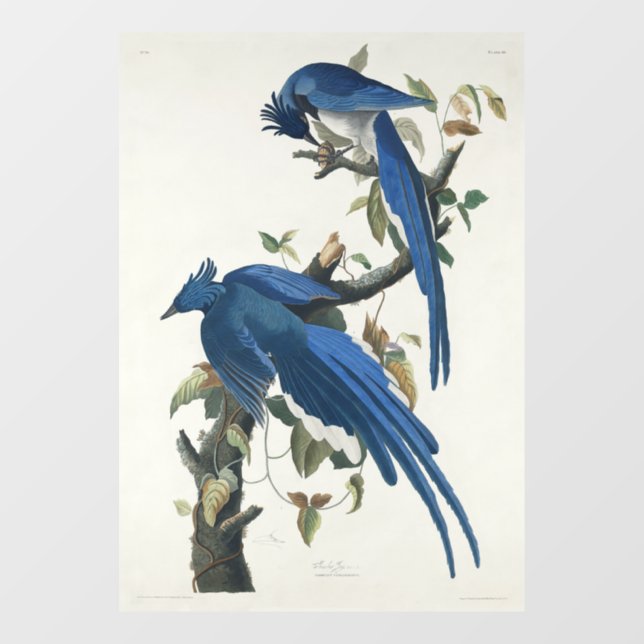 Audubon Columbia Jay Black Throated Magpie Jay Window Cling (Sheet)