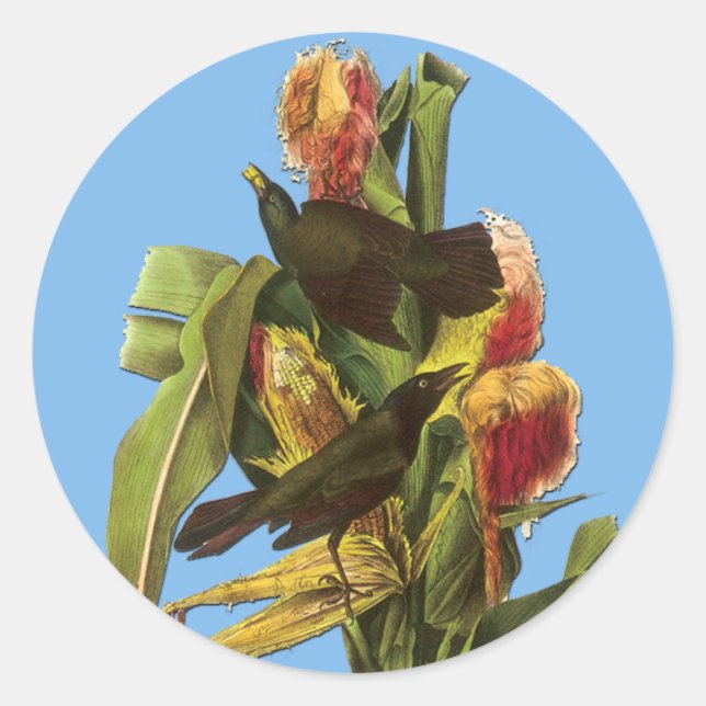 Audubon Common Grackle Bird Art Stickers (Front)