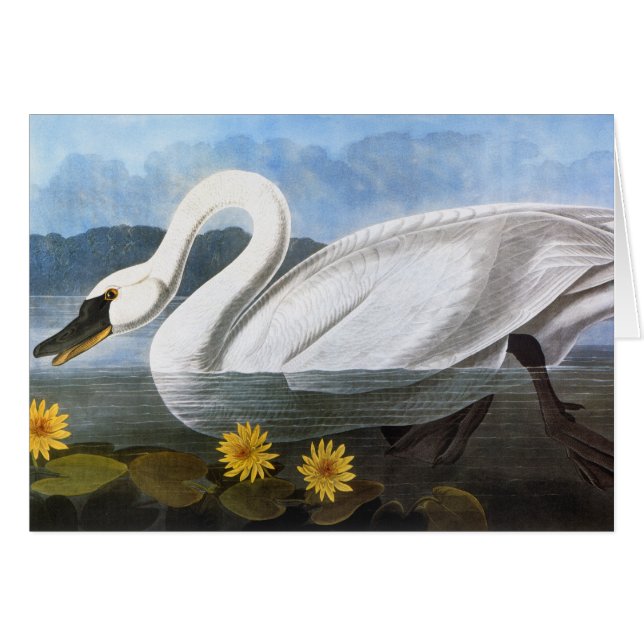Audubon: Common Swan (Front Horizontal)