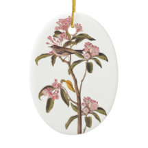 Audubon Cuvier's Kinglet Mystery Bird