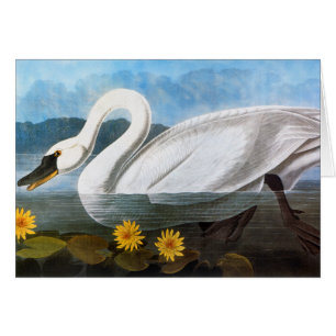 Audubon : Cygne commun