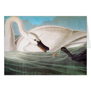 Audubon : Cygne trompette