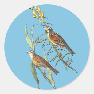 Audubon Dickcissel Bird Art Stickers