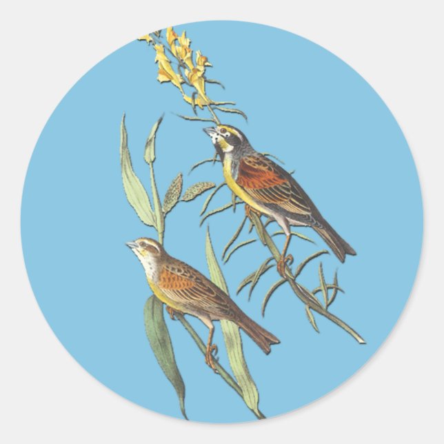 Audubon Dickcissel Bird Art Stickers (Front)