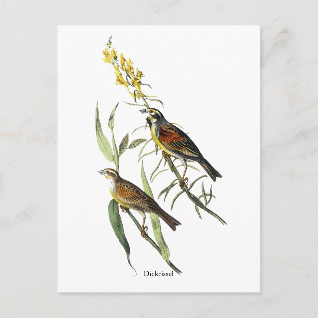 Audubon Dickcissel Postcard (Front)